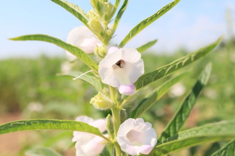 II Tour Projeto Agronegócio Mais.